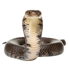 Fototapeta premium A cobra snake with its hood expanded and body coiled up, isolated on a black background, looking forward