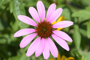 Close-up of an eastern purple coneflower, Echinacea purpurea, with green foliage background

