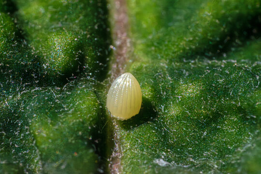 Monarch butterfly, danaus plexippus, egg laid on a milkweed leaf