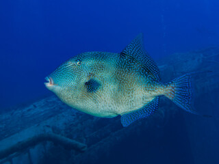 Grey triggerfish from Cyprus