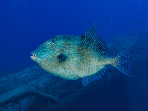 Grey triggerfish from Cyprus