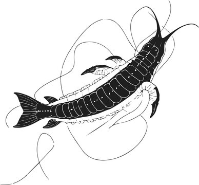 Holothuria spinifera sea cucumber outline, premium black stroke, subtle texture lines, white background, modern scientific illustration, minimalist marine wildlife design 1