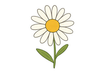 Daisy flower drawing having a white petals and yellow center, a green stem with two leaves, transparent background