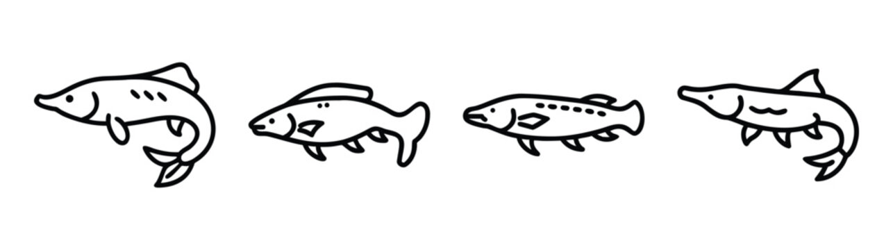 Arapaima fish vector illustration scalable graphic design icon