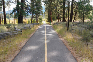 Peaceful, paved trail stretches straight ahead through a pine forest, marked by a bright yellow center line. Tall  trees cast dappled shadows across the path, while wooden fences line the edge.