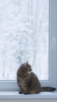 home male cat and window