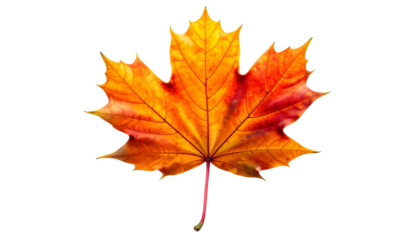 A brightly colored maple leaf showcasing vibrant autumn hues against a black background
