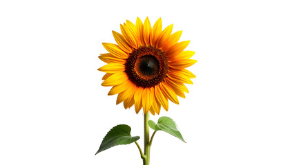 A vibrant sunflower in full bloom against a stark black background (1)