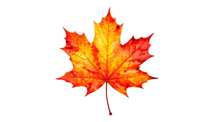 Fototapeta premium Vivid close-up of a maple leaf with vibrant reds, oranges, and yellows against black