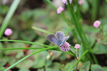 Common blue butterfly on a flower