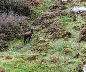 Lonely red deer stag during the rut in County Donegal, Ireland