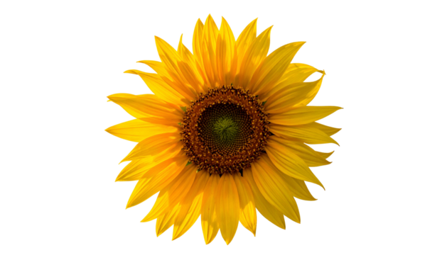 Bright yellow sunflower with brown center against a pure black background