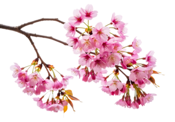 Delicate pink cherry blossoms on a dark branch isolated on transparent background