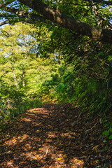 高浪の池周辺の遊歩道