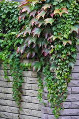 Close-up of green ivy and red-tinted autumn leaves climbing on a textured stone wall.