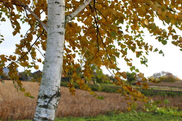 Birch on a sunny autumn day. Bright yellow leaves on birch branches close-up. White birch trunk in focus on a blurred blue background. Autumn birch under bright sunlight close-up.