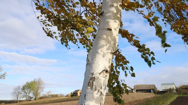 Birch on a sunny autumn day. The wind shakes bright yellow leaves on birch branches close-up. The trunk of a white birch in focus on a blurred blue background. MP4