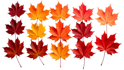 Fototapeta premium Fifteen colorful maple leaves arranged on a black background, showcasing autumn hues