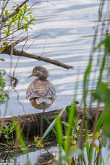 Female Wood Duck Perched on a Log ina Marsh