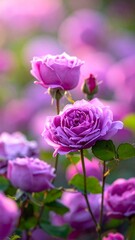 Fototapeta premium A cluster of light purple roses softly glowing in the gentle, filtered sunlight