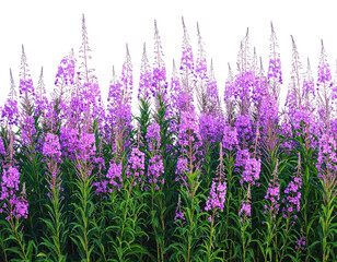 Fototapeta premium A vibrant array of pink wildflowers, with tall stems and green foliage, against a black backdrop
