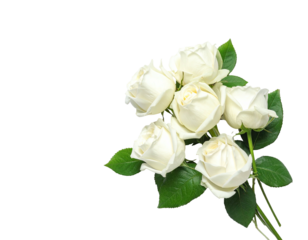 A cluster of pristine white roses with lush green leaves, set against a solid black backdrop