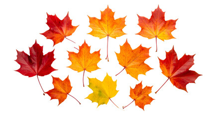 Fototapeta premium Collection of vibrant maple leaves in autumn hues against a black background