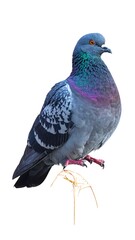 Fototapeta premium A feral pigeon with vibrant iridescent feathers perched against a stark white background