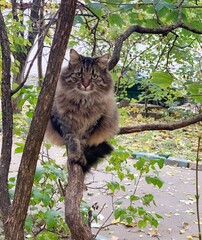 A street cat sits on a branch