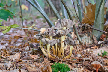 beautiful mushrooms with curled shapes, yellow, brown between twigs and autumn colors