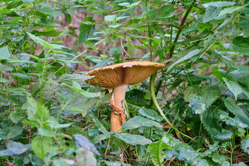 beautiful light brown large mushroom among the green nettles