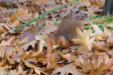 brown squirrel among brown leaves, grass and a green twig