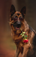 Dog posing at Valentine's Day 