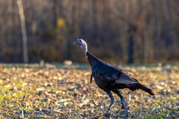Eastern wild turkey (Meleagris gallopavo) in a farm field during fall in Wisconsin.
