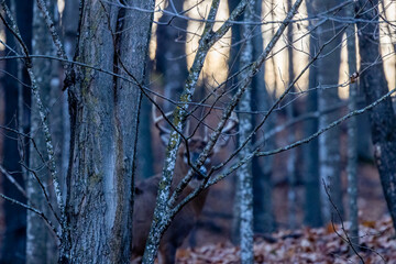 Out of focus Whitetail buck deer (odocoileus virginianus) standing in a forest hiding behind tree branches during rut in Wisconsin