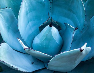 A close-up photograph of a textured, teal-colored agave plant, spines visible
