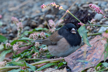 Dark-eyed Junco feeding on the ground