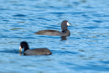 Detailed view of American Coot