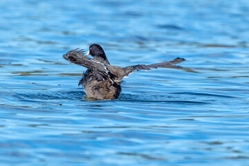 American Coot wing display