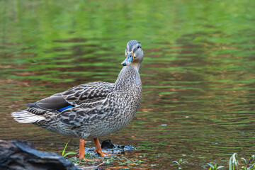 Female Mallard Duck standing at edge of Issaquah Creek