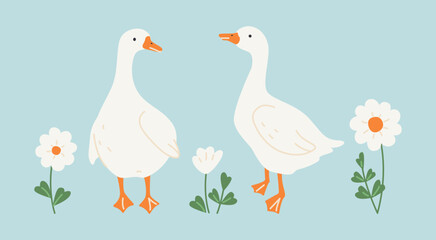 White daisy flowers and geese
