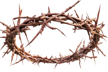Crown of thorns representing suffering and sacrifice displayed on a plain background with deep historical and religious significance