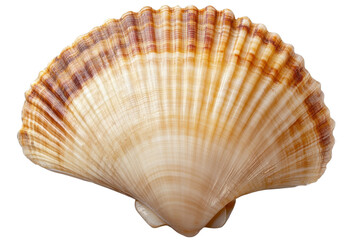 Obraz premium Open shell isolate on clear background showcasing detailed texture and color variations typical of marine mollusks found in coastal regions