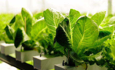 Lush green hydroponic lettuce growing indoors in controlled environment in modern greenhouse