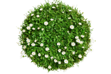 Lush green grass with delicate white flowers in a vibrant circular formation on a bright sunny day in a peaceful outdoor setting