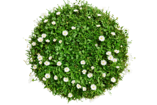 Lush green grass with delicate white flowers in a vibrant circular formation on a bright sunny day in a peaceful outdoor setting
