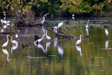 great white heron