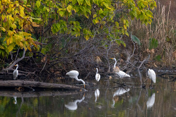 Great White Heron
