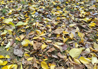 Leaves falling to the ground. Autumn landscape for background and wallpaper