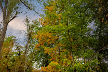 trees in autumn